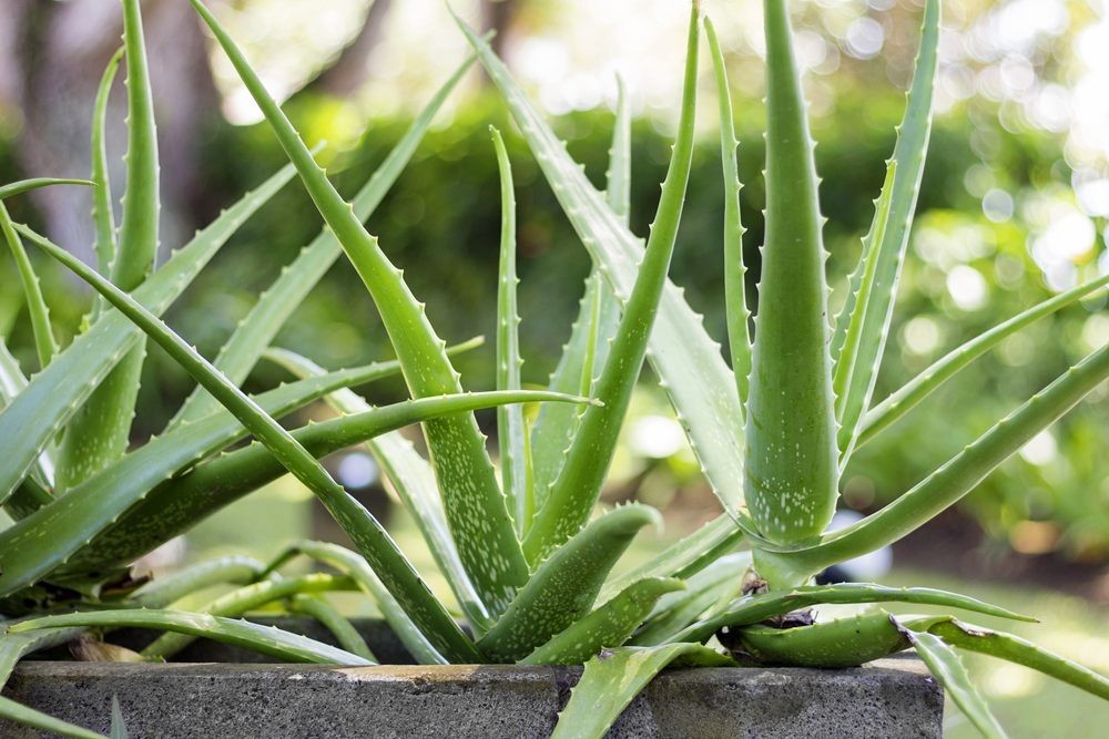 Live Aloe Vera Chinensis Spotted Plant Easy Care 2-Succulent Started Plant 3"|4" gallery