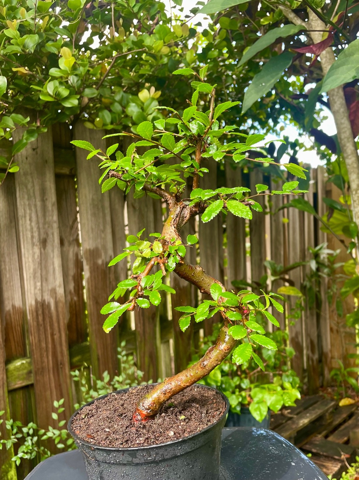 CHINESE ELM Pre-Bonsai /Bonsai S Tree Cold Hardy / Tiny leaves 5 years old gallery