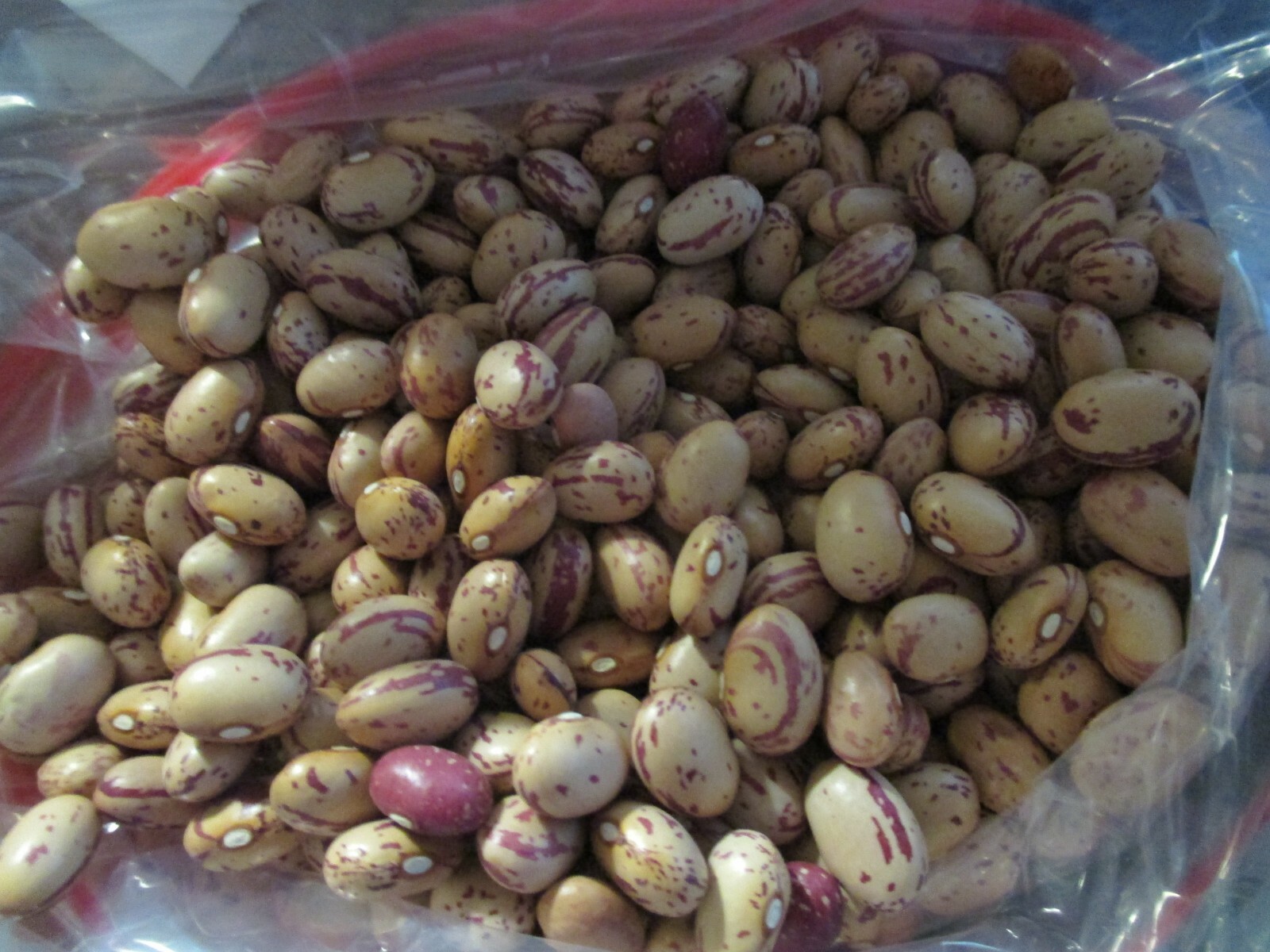 Taylor Dwarf Horticultural Green Bean Seed 50 seeds 2024 gallery