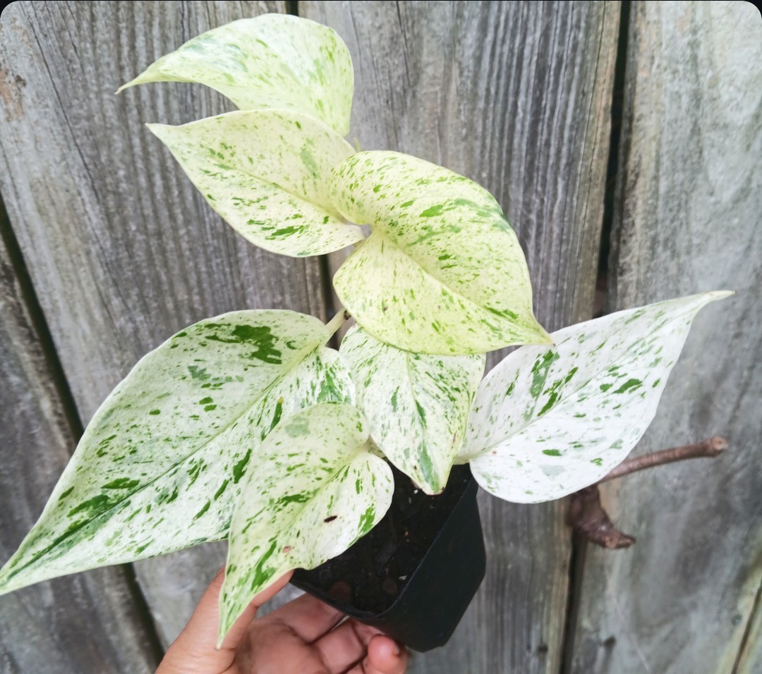 Pothos Epipremnum True Snow Queen - Snow White 3" pot - actual plant gallery