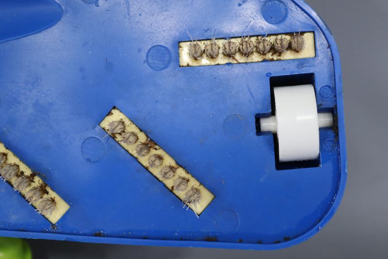 Water Tech Pool Buster-Blaster Vacuum Head P30X006 gallery