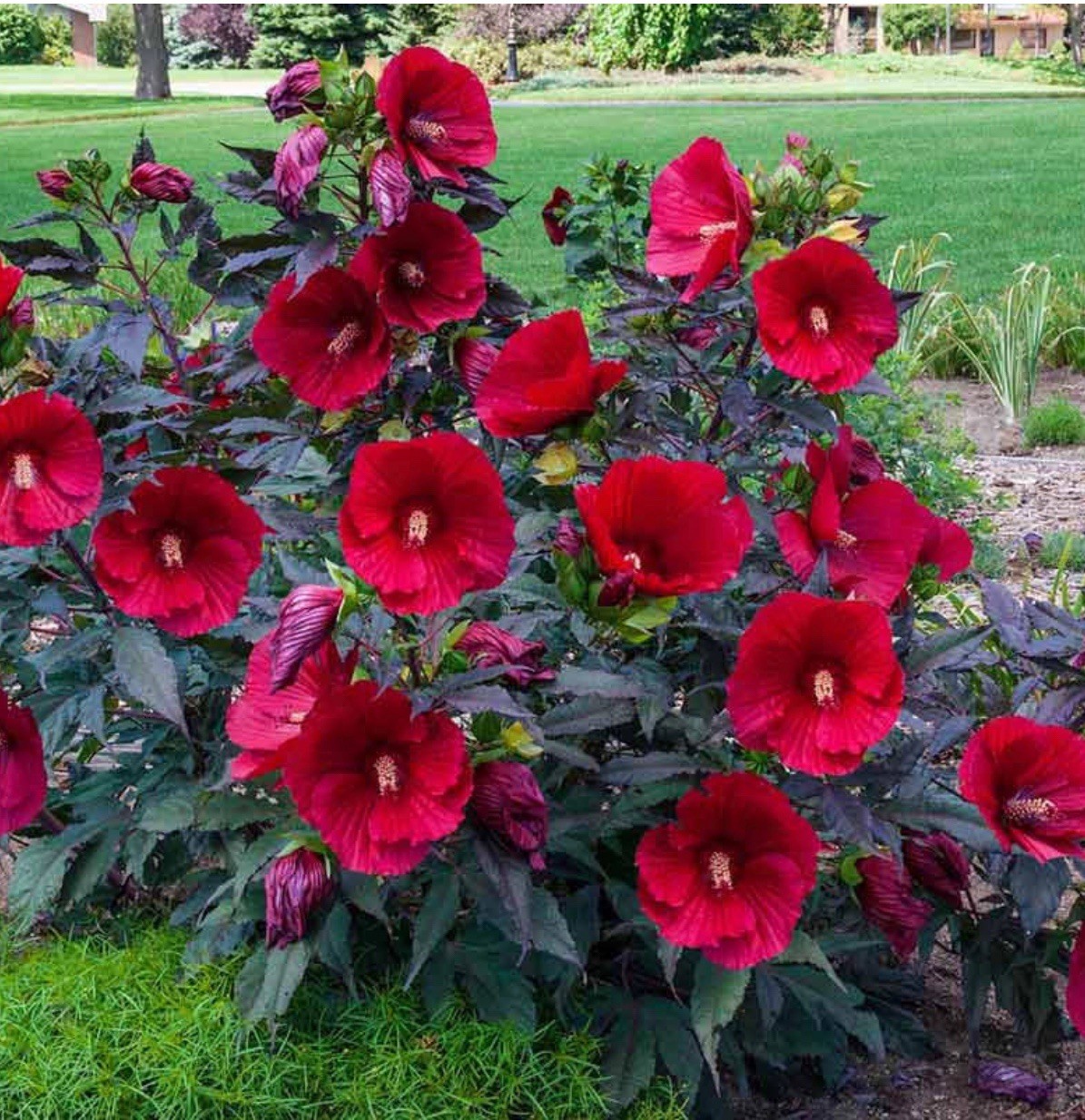 Midnight Marvel Hardy Hibiscus-SMALL ROOTED STARTER Plant-Hibiscus moscheuto gallery