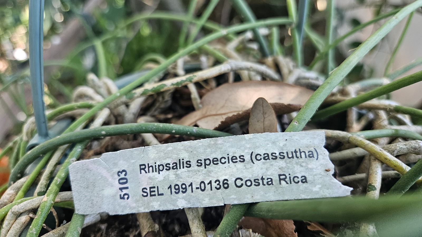 Rhipsalis cassutha-Selby Botanical Gardens-5 cuttings/5 inches each. gallery