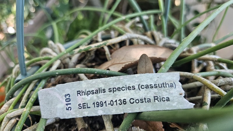 Rhipsalis cassutha-Selby Botanical Gardens-5 cuttings/5 inches each. gallery