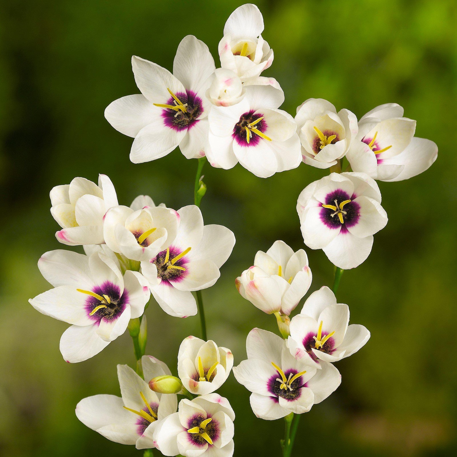 Ixia Magic Wand Mix 80 Bulbs, Spring to Summer Flowering Colorful Blooms in Sun gallery