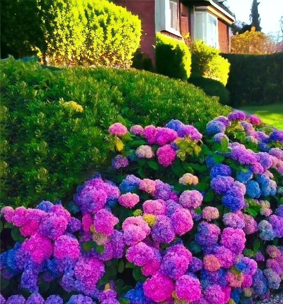 25pcs Blue Pink Purple Hydrangea - Beautiful and Hardy Perennial Flowers gallery