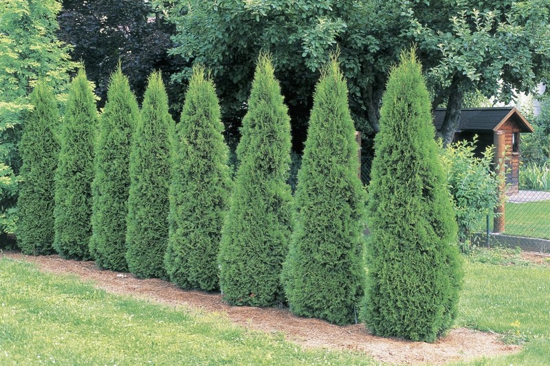5 Emerald Green Arborvitae Starter Plant - Thuja occidentalis gallery