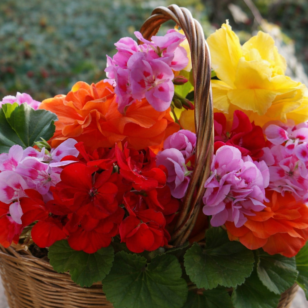 100+ Geranium Seeds -Luster Mix- Fragrant - Fresh Flower Seeds Non GMO gallery