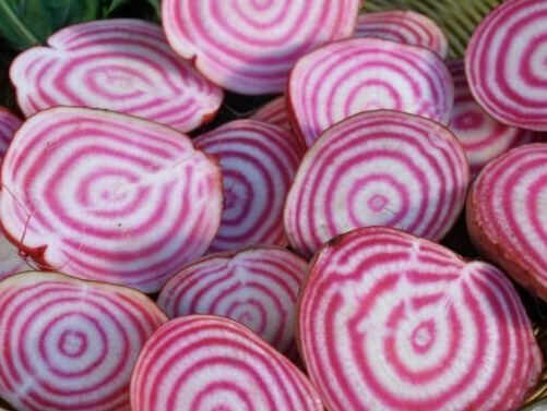 CHIOGGIA BEET SEEDS 100+ survival GARDEN GROW healthy VEGETABLES FREE SHIPPING gallery