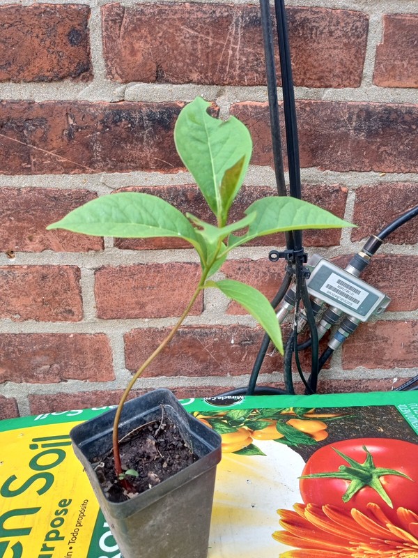 1 live EUREKA PERSIMMON TREE up to 2 ft tall gallery