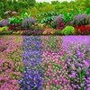 Ground Cover Plant Seeds Collection - 31,000+ Seeds Mix of Creeping Thyme, Alyss gallery