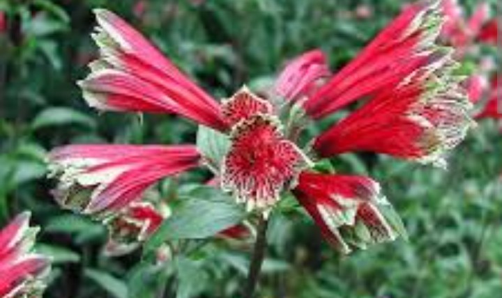 120 Peruvian Parrot Lily Hummingbird Flower Alstroemeria Psittacine Tubers gallery