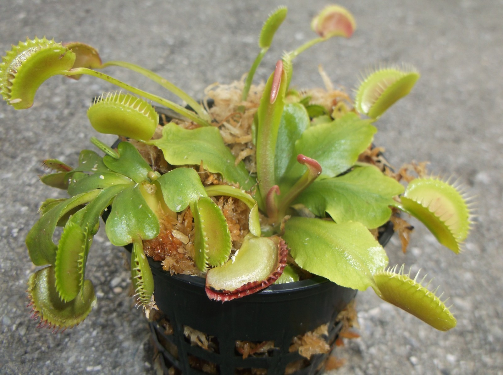 3 small Venus Flytraps (Fly Trap Carnivorous Plants) Dionaea Muscipula gallery