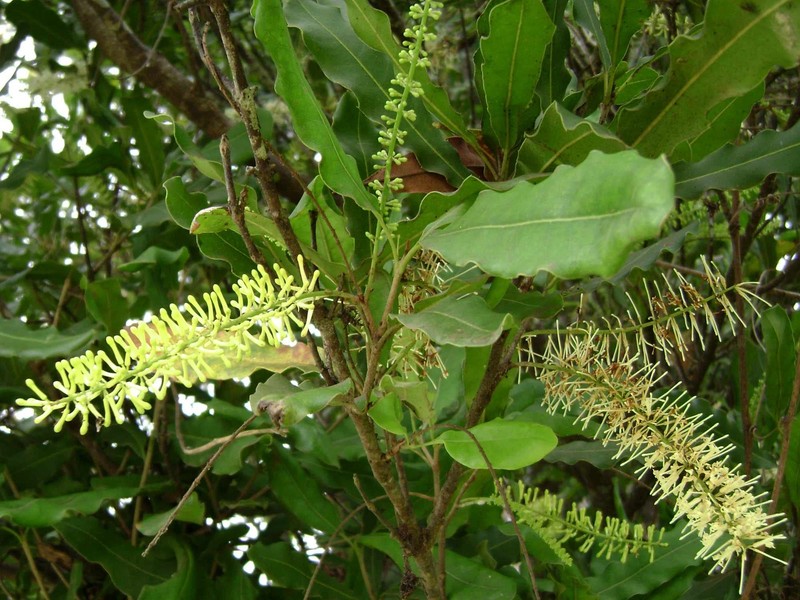 5 Macadamia Nut Tree Seeds - Macadamia integrifolia - Ships from Iowa, USA gallery