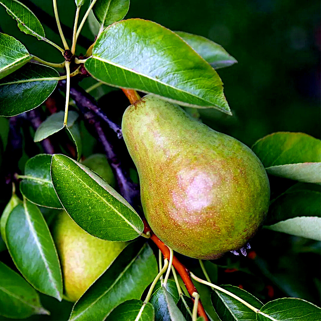 EUROPEAN PEAR TREE SEEDS (Pyrus Communis) Fast Hardy Fruit Flower Garden Plant gallery
