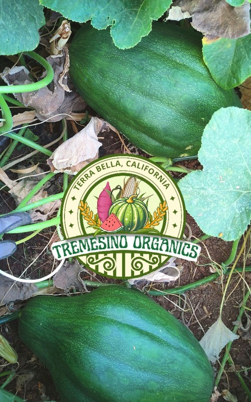 Organic Mexican Hardshell Squash 15 Seeds- Calabaza Mexicana, 15 Semillas gallery