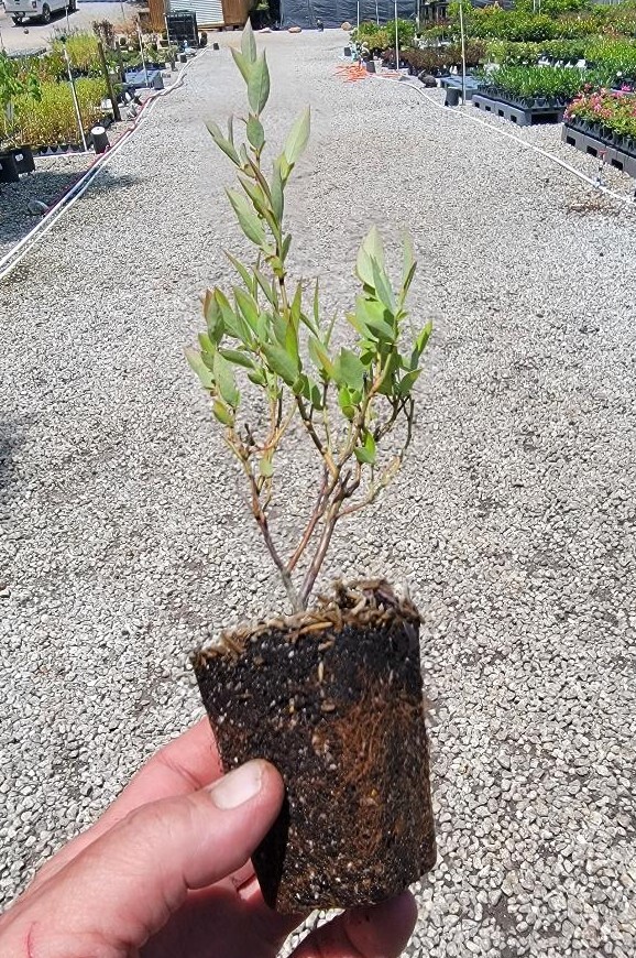 ( 1 ) - Premier Rabbiteye Blueberry - Starter Plant ( 4m ) ( 1 live plant ) gallery