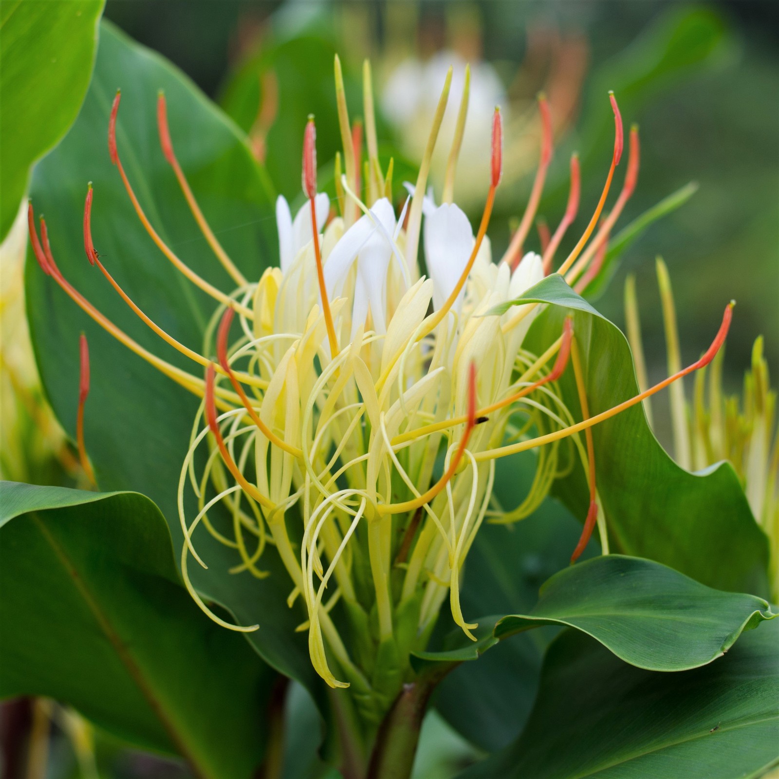 Ginger Ellipticum 3 Plant Bulbs - Fragrant Summer Blooms, Rare Tropical gallery