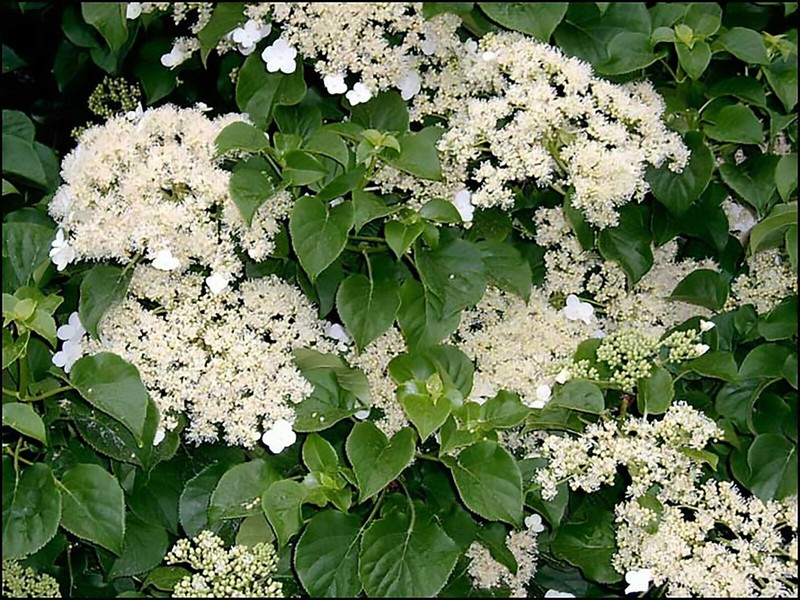 Climbing Hydrangea, Hydrangea anomala petiolaris, Vine Seeds, (Showy, Fragrant) gallery