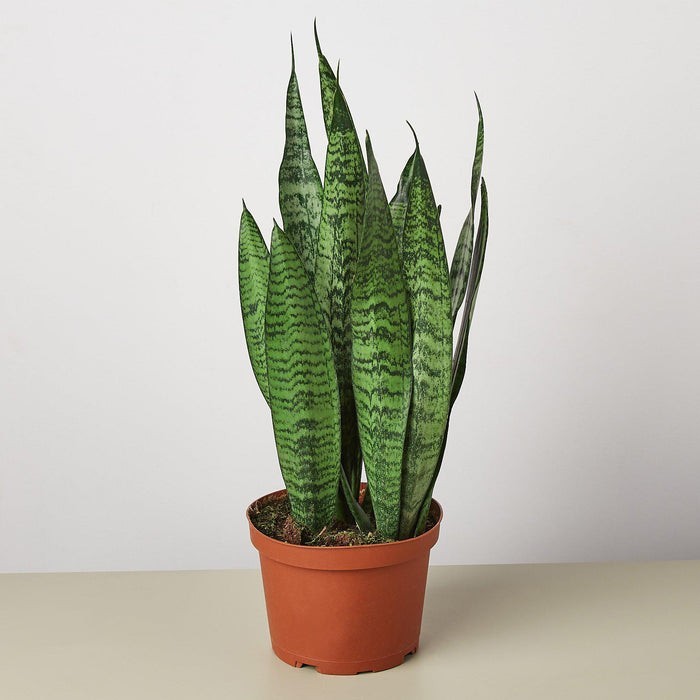 Snake Plant 'Zeylanica' 3" Pot gallery