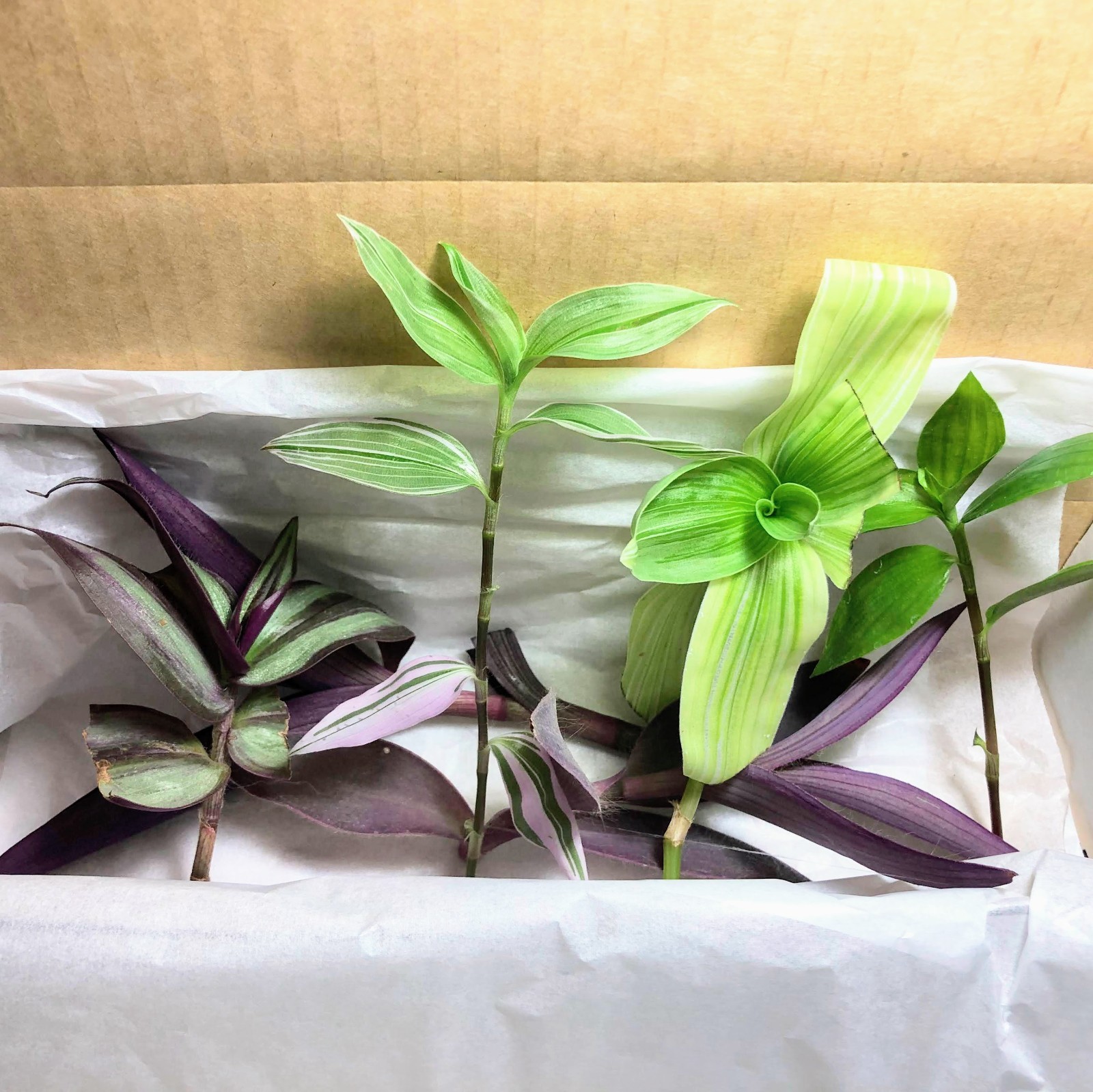 Assorted Wandering Jew Tradescantia Mix Purple Heart/Zebrina/Nanouk Indoor Pla gallery