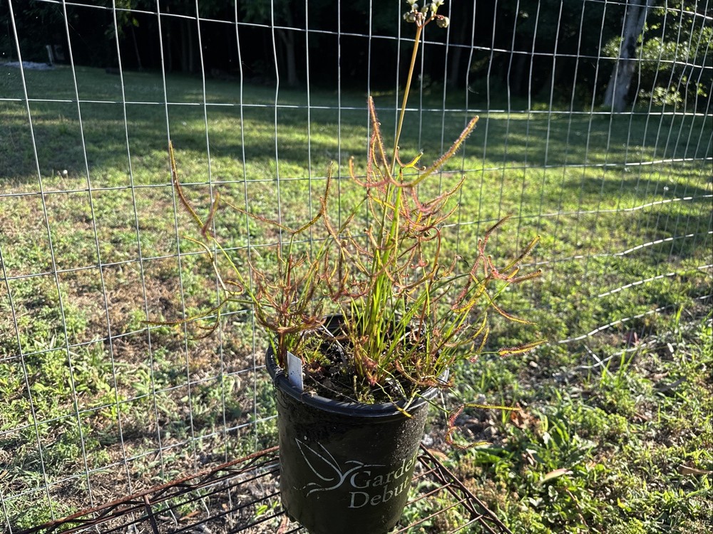 DROSERA MULTIFIDA/BINATA MIX. ESTABLISHED GALLON SIZE, EXTRA LARGE CLUMP
