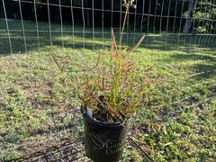 DROSERA MULTIFIDA/BINATA MIX. ESTABLISHED GALLON SIZE, EXTRA LARGE CLUMP