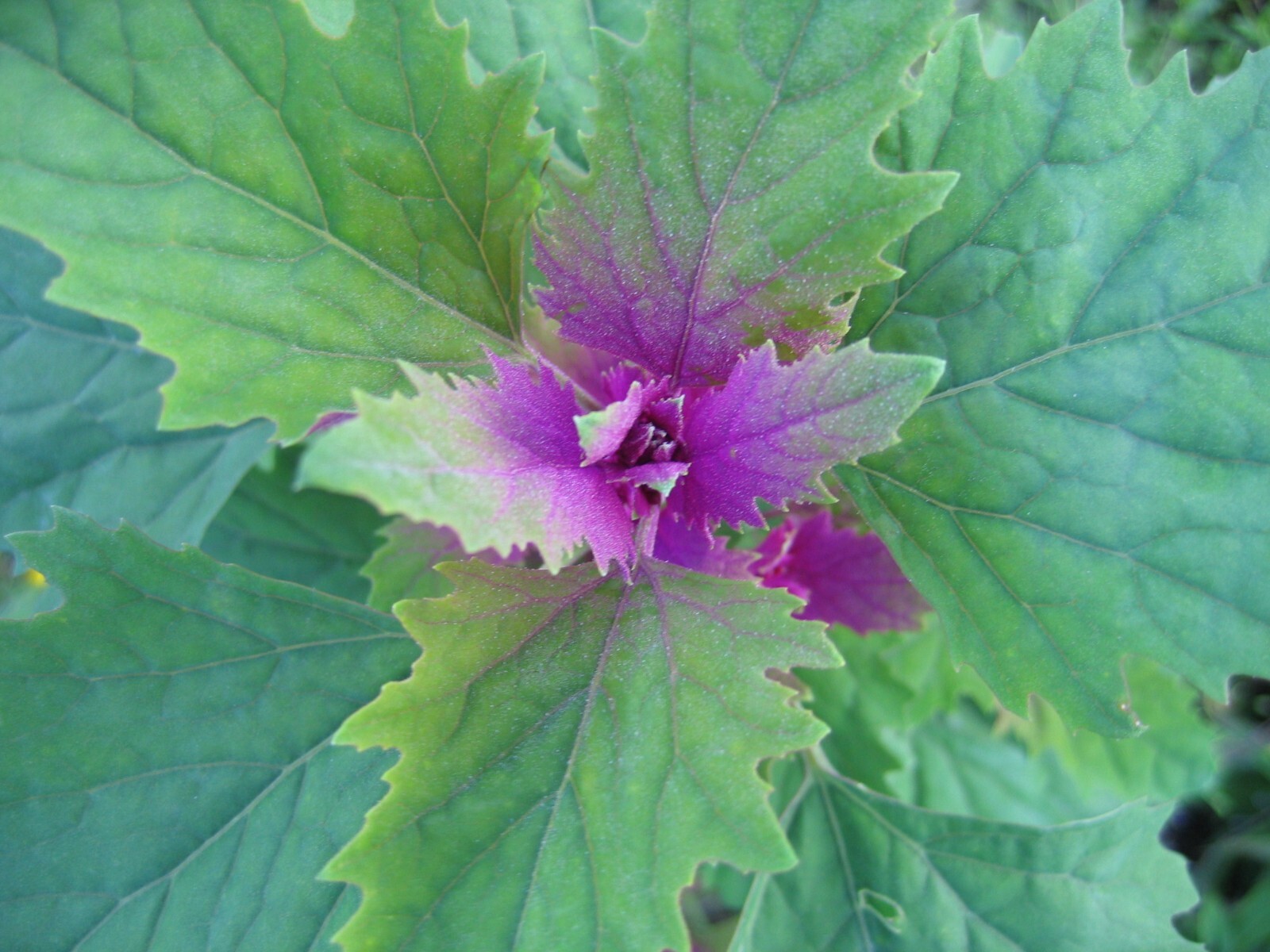 150 Tree Spinach Seeds - Chenopodium giganteum - Giant Goosefoot - Non-GMO gallery