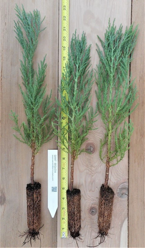 5 Giant Sequoia 6-12" Bare Root Starter Plant gallery