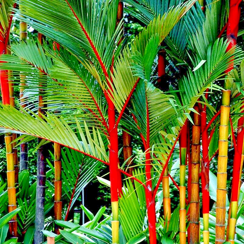 RED SEALING WAX "LIPSTICK PALM" TREE SEEDS (Cyrtostachys renda) House Plant RARE gallery