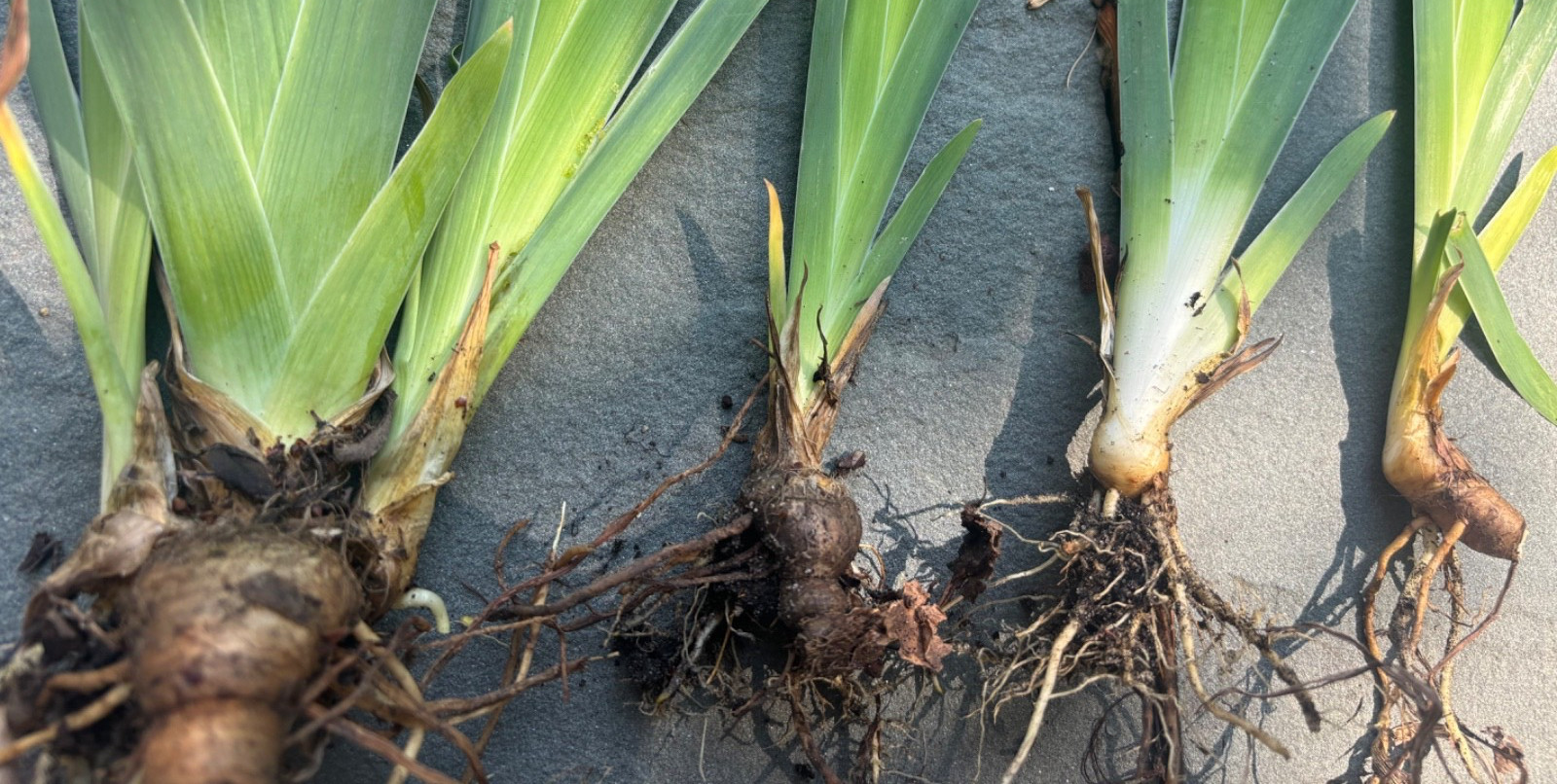Yellow Iris - 6 Yellow Tall Bearded Iris Rhizomes - Perennial gallery