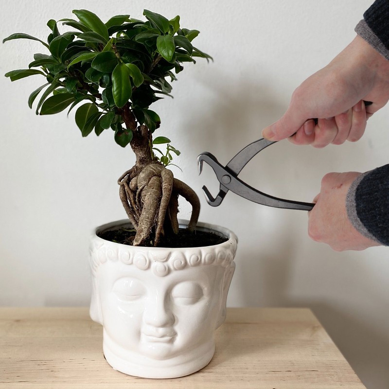 Bonsai Tree Trunk Splitters gallery