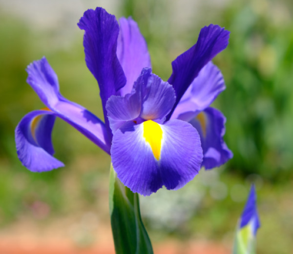 100 Mixed Colors Iris Seeds Much Less Money Than Bulbs gallery