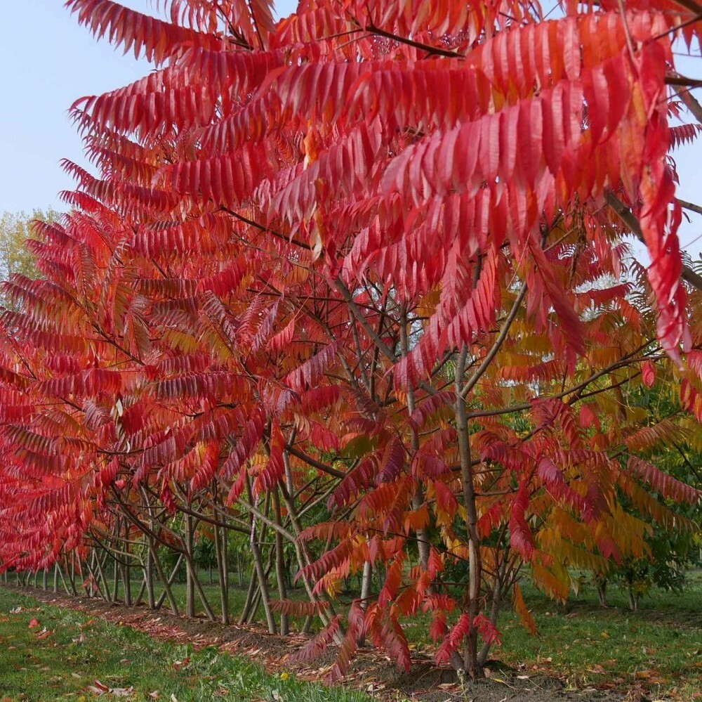 STAGHORN SUMAC Rhus Typhina - 30 SEEDS. FREE S&H gallery