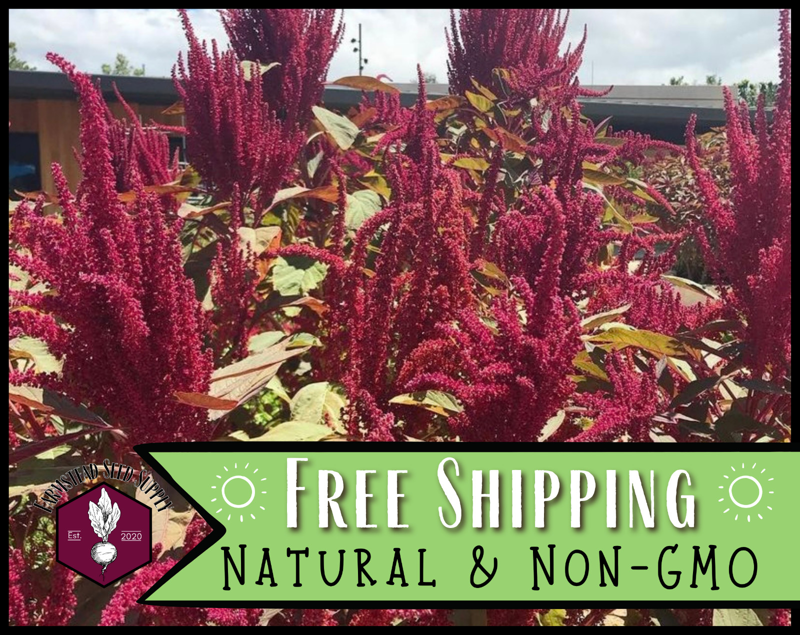 5,000+ Amaranth Seeds [Red Garnet] Gardening Seed Packet, Heirloom, Non-GMO gallery