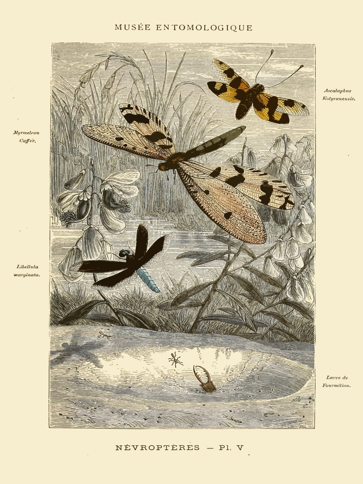 Decoration Poster.Home wall art.Room design.French Insects Science decor.9137 gallery
