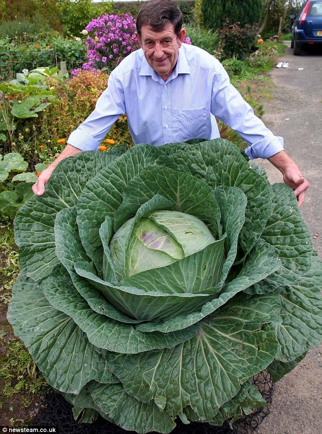 RARE * GIANT RUSSIAN CABBAGE* MEDICINAL * HEALING * MEDICINAL* 150 SEEDS VITAMIN gallery