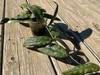 Rare Hoya Finlaysonii Trang Splash 14” Long In 3” Pot. gallery