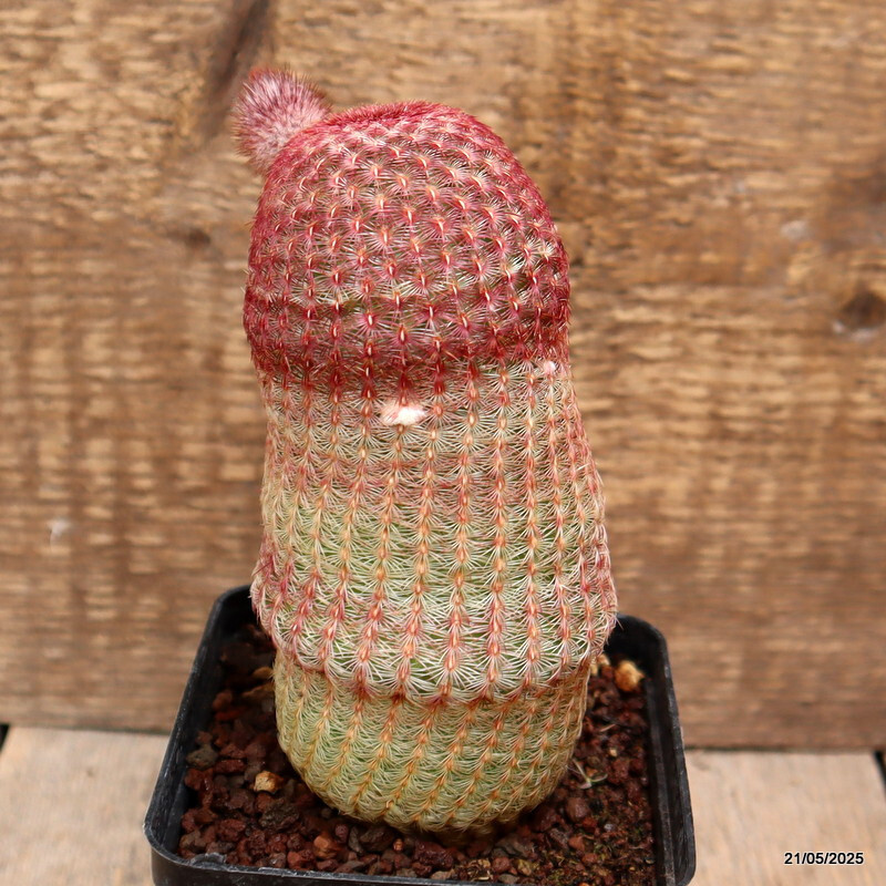 D4237 ECHINOCEREUS RIGIDISSIMUS RUBRISPINUS pot9-H14-W7 cm MaMa Cactus