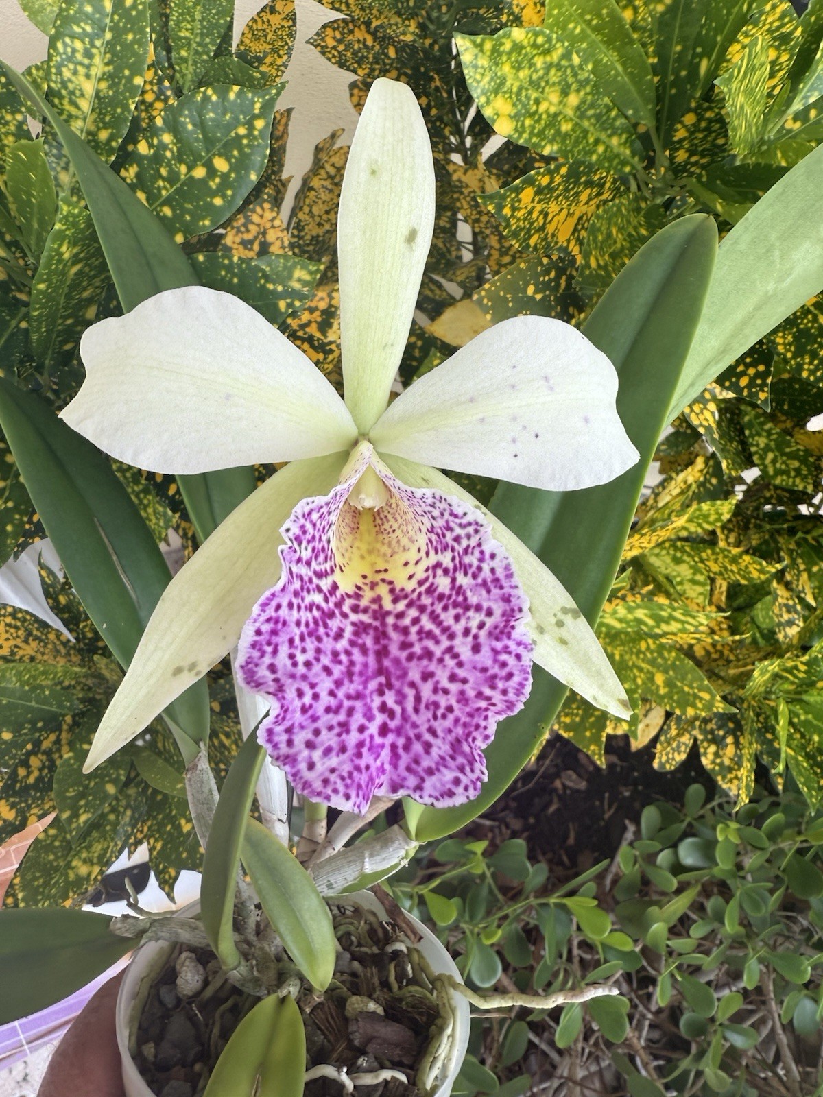 Rhynchobrassoleya Hsinying Anna Star Orchid plant Blooming Size 4” FRAGRANT gallery