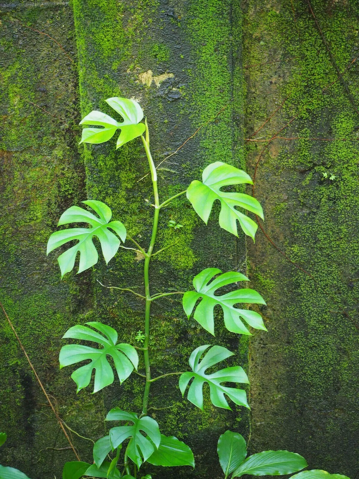 Rhaphidophora tetrasperma | Mini Monstera | Ginny Philodendron | 20_Seeds gallery