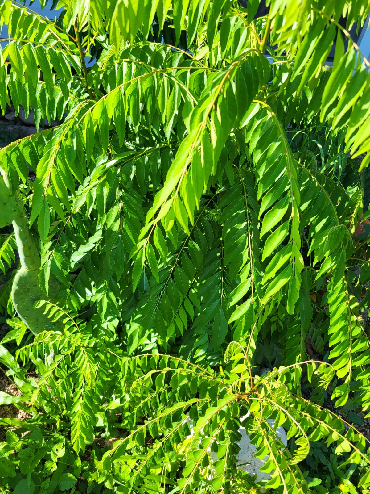 USA Organic Fragrant Fresh CURRY LEAVES Murraya koenigii Herb 20 Stems gallery
