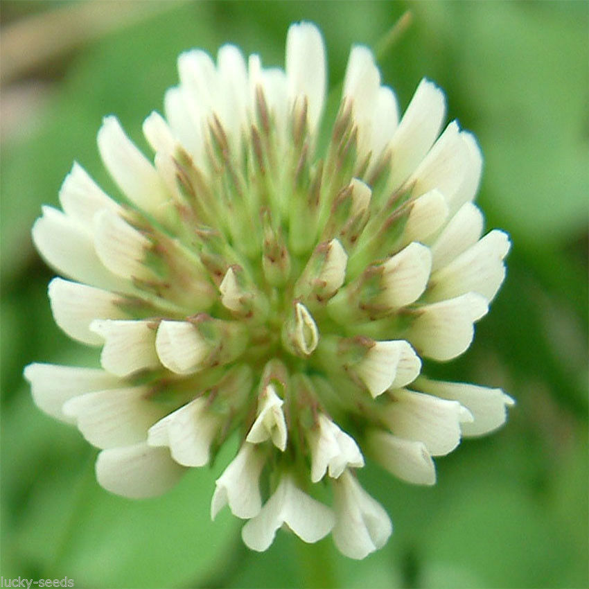 SeedRanch White Dutch Clover Seed: Nitro-Coated & Inoculated - 5 Lbs. gallery