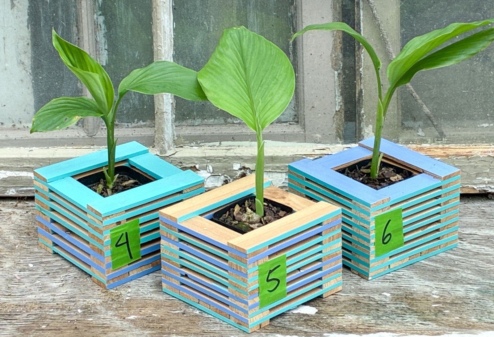 Live Turmeric Plant Curcuma longa Starter Rhizome Perennial Ginger Edible gallery