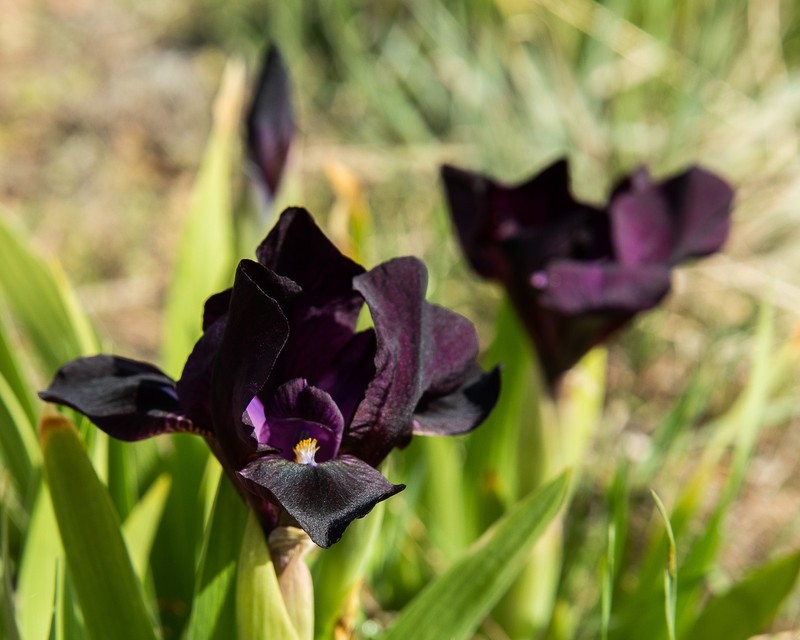 **BLACK STALLION** Dwarf Bearded Iris. Freshly Dug, Combined Ship: Jul/Sep gallery