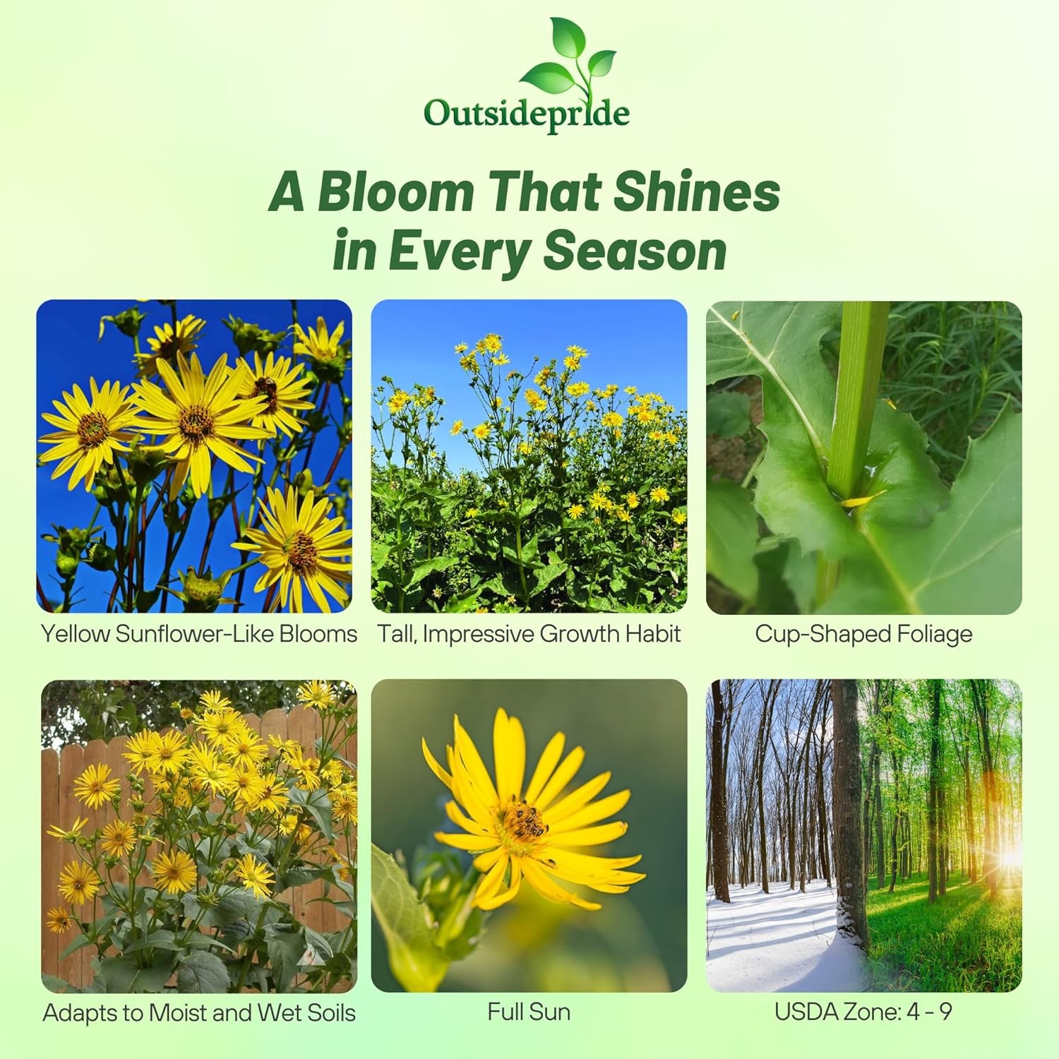 400 Seeds Silphium Seed - Cup Plant Flower Seeds gallery