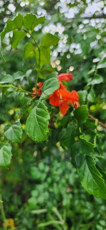 Rooted Cape HoneySuckle - Tecomaria Capensis attracts Butterflies Hummingbirds gallery