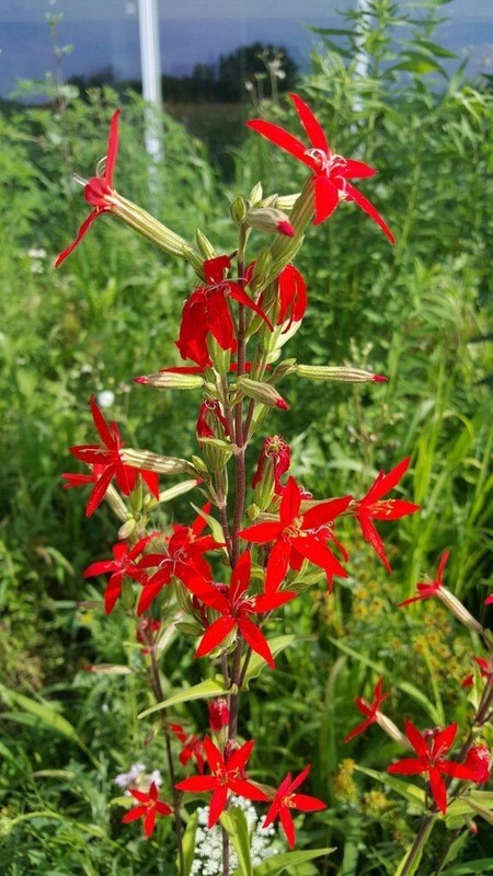 Royal catchfly - Silene regia - Organic Seeds (15) - Perennial - Red Flowers gallery