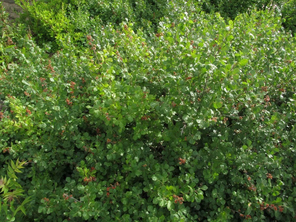 SKUNKBUSH SUMAC Rhus Trilobata - 20 SEEDS. FREE S&H gallery