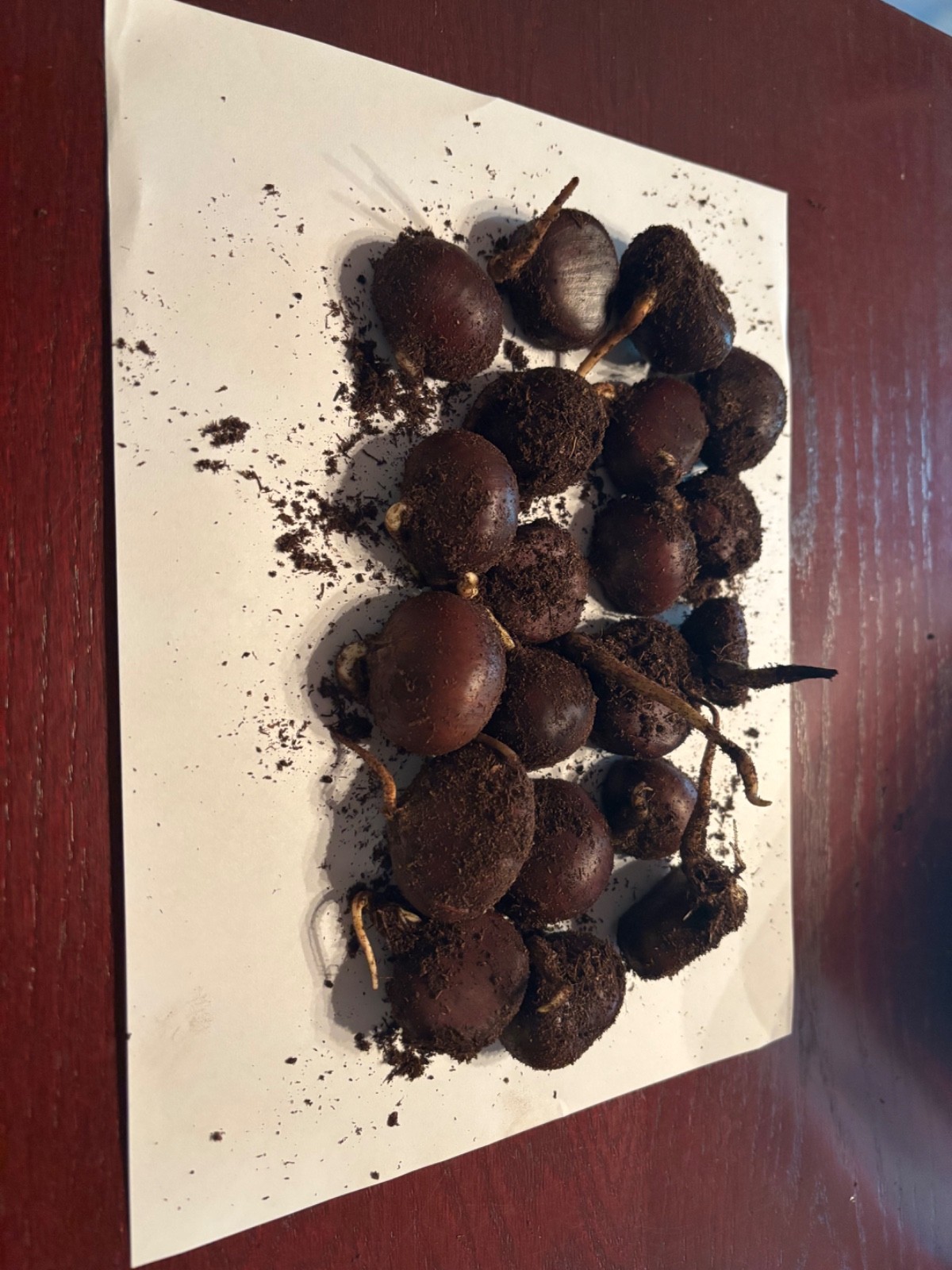 50 LIVE Dunstan Hybrid Chestnut Seed Foodplot Tree Deer Turkey Hunting gallery